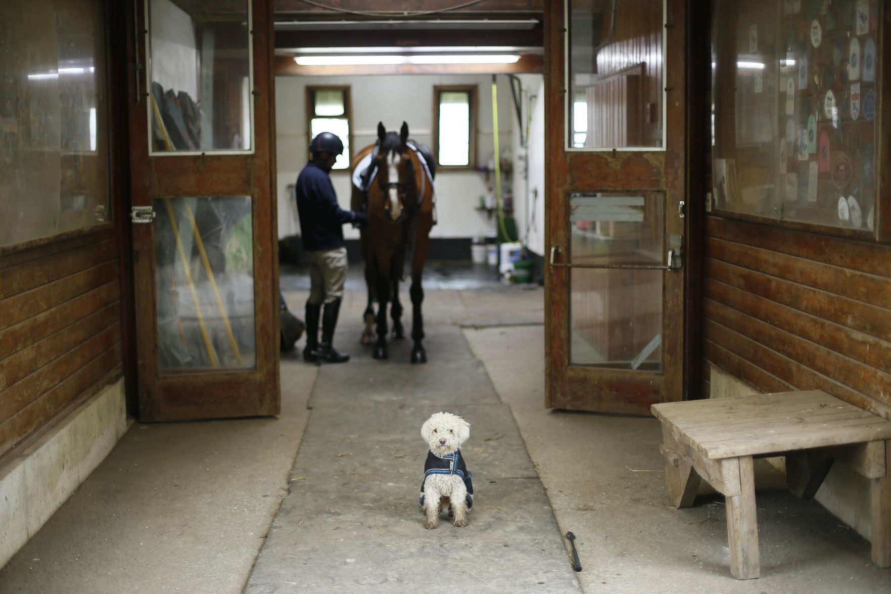 Virus Outbreak Olympic Equestrian Photo Gallery